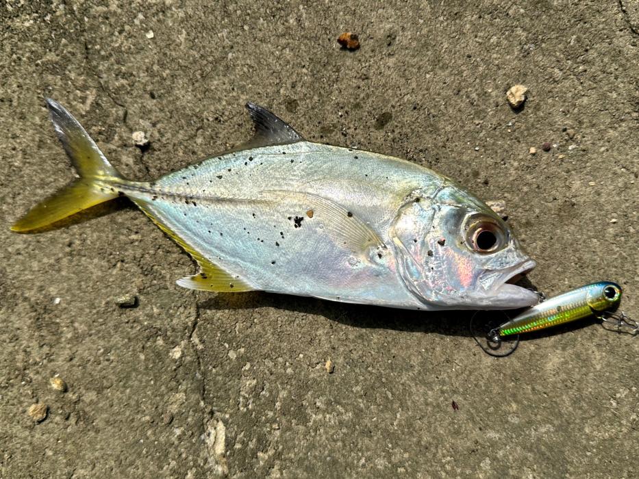 REEF DREAM マイクロプラグ VIB MINNOW|バイブミノー ルアー