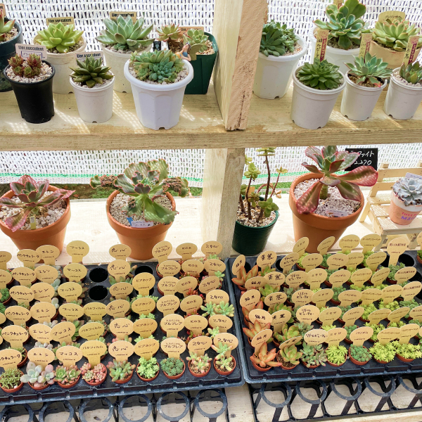 コタママ様　多肉植物棚　TD-OW90 コタママ様 多肉植物棚 TD-OW90