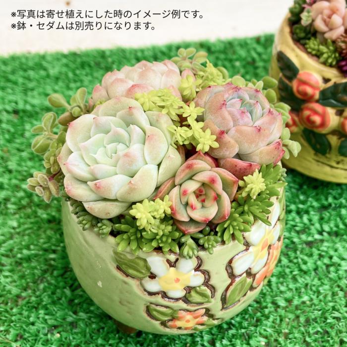 多肉植物寄せ植え(抜き苗&カット苗)